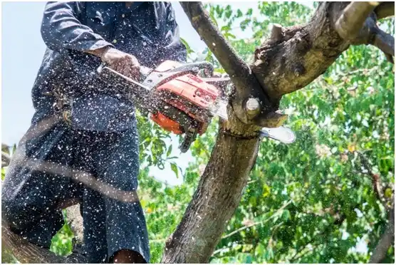 tree services Wrightsville